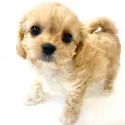 MIX（マルチーズ×キャバリアキングチャールズスパニエル）