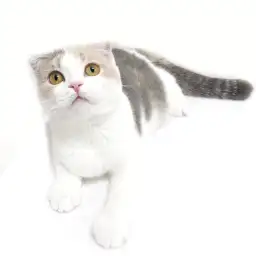 スコティッシュフォールド