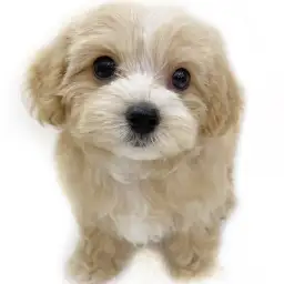 MIX（マルチーズ×トイプードル）