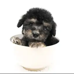 トイ・プードル