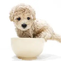 トイ・プードル