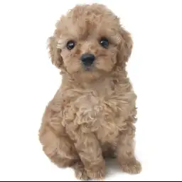 トイ・プードル