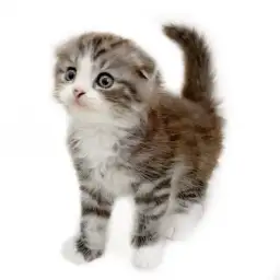 スコティッシュフォールド