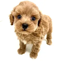 トイ・プードル