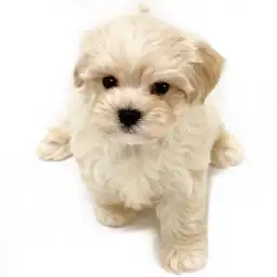 MIX（トイプードル×マルチーズ）