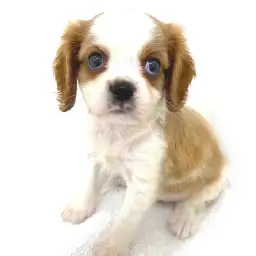 キャバリア・キングチャールズ・スパニエル