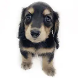 カニンヘン・ダックスフント