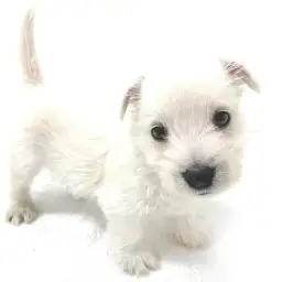 ウェストハイランドホワイトテリア