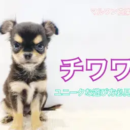 【 チワワ 】大きな麻呂眉！超ユニークな遊び方は必見！