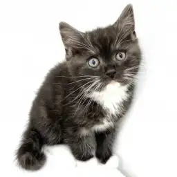 スコティッシュフォールド