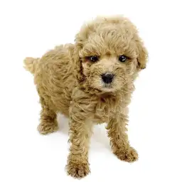 トイ・プードル