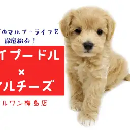 【 MIX 】マルプーライフを一挙紹介!初めて飼う方にオススメな理由とは?