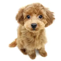 トイ・プードル