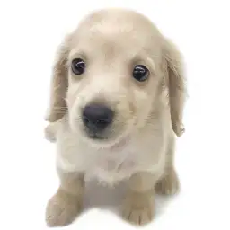 カニンヘン・ダックスフント