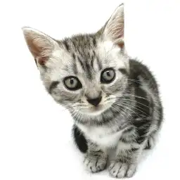 アメリカンショートヘア