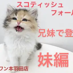 【 スコティッシュフォールド 】兄妹愛が凄すぎる！！愛嬌たっぷり妹編