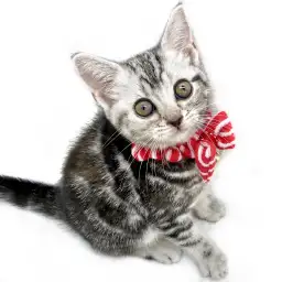 アメリカンショートヘア