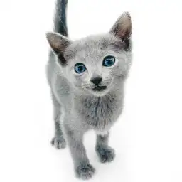 ロシアンブルー