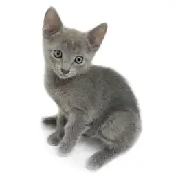 ロシアンブルー