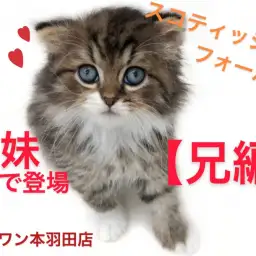 【 スコティッシュフォールド 】兄妹愛が凄すぎる！！おっとり性格の兄編