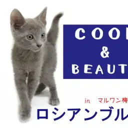【 ロシアンブルー 】甘えてくれる猫!抱っこ好きになる3つのポイント!