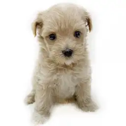 MIX（マルチーズ×トイプードル）