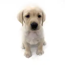 ラブラドールレトリバー