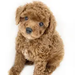 トイ・プードル