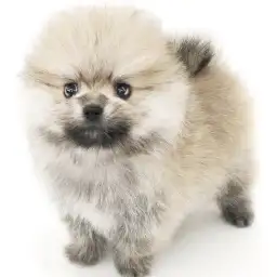 ポメラニアン