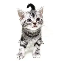 アメリカンショートヘア