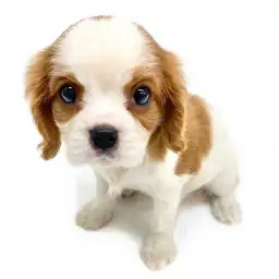 キャバリア・キングチャールズ・スパニエル