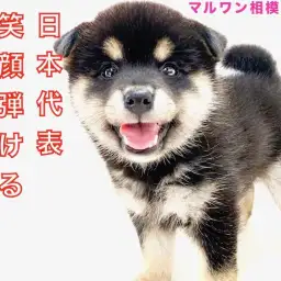 【 柴犬 】100点満点の笑顔で癒します！クマ系黒柴との生活の魅力をお届け！