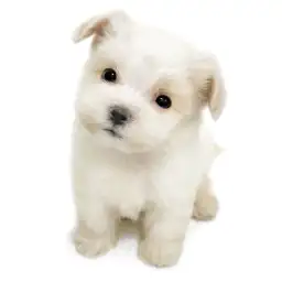 MIX（トイプードル×マルチーズ）