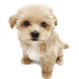 MIX（マルチーズ×トイプードル）