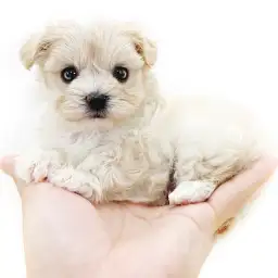 MIX（トイプードル×マルチーズ）