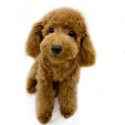 トイ・プードル