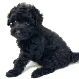 トイ・プードル