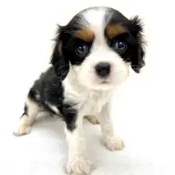 キャバリア・キングチャールズ・スパニエル