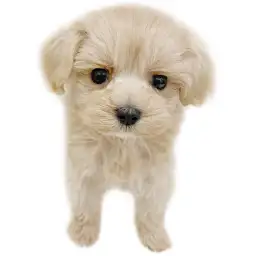 MIX（トイプードル×マルチーズ）