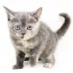 ブリティッシュショートヘア