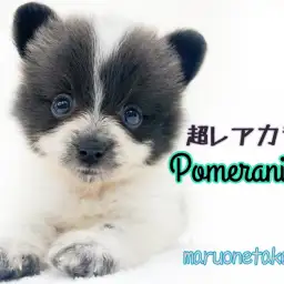 【 ポメラニアン 】杉並区注目度NO.1！！小さめレアカラーたぬきポメ登場！！