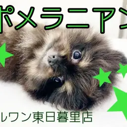 【 ポメラニアン 】希少カラーブラック&タンのくまポメ登場！上から見るとまん丸！？