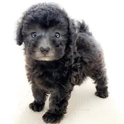 トイ・プードル