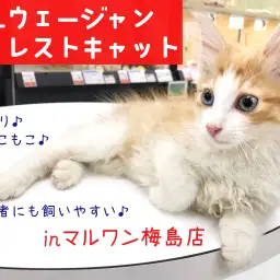 【 ノルウェージャン 】ネコ初心者必見！たった5分の長毛お手入れ法を大公開！