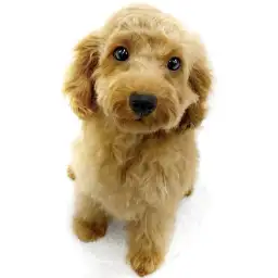 トイ・プードル