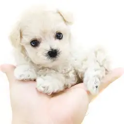 MIX（トイプードル×マルチーズ）