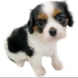 キャバリア・キングチャールズ・スパニエル