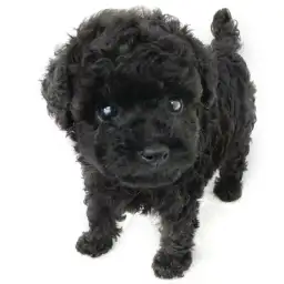 トイ・プードル