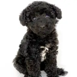 トイ・プードル