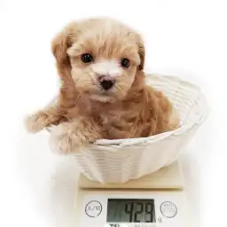 MIX（マルチーズ×トイプードル）